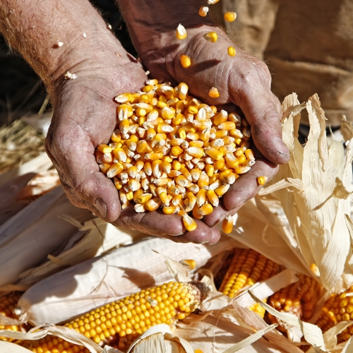 innovative vegetable fibres linum corn